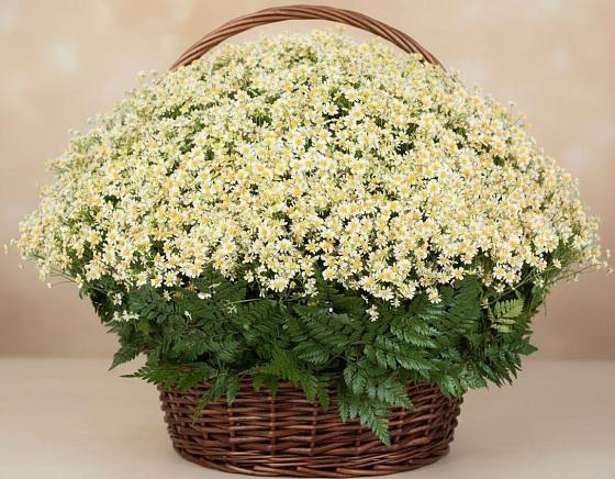 Цветочная композиция из Ромашки в корзине в Габукае